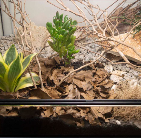 Szakállas agáma terrárium berendezések