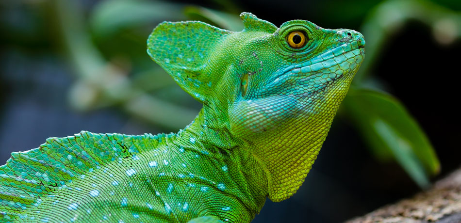 Más eladó agámák és gyíkok