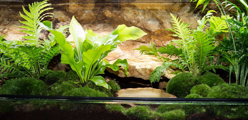 Terráriumkészítés egyedi méretben is